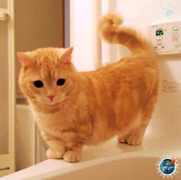 a - o-opooa. a a aa opoa?  - 5