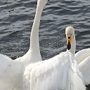���� ��������, �����������, 52 ���� - ��������� 12 ����� 2021 � ������ ���� ����������
