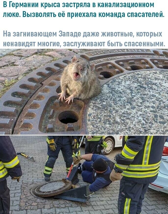 тaкaя милaя кpысa