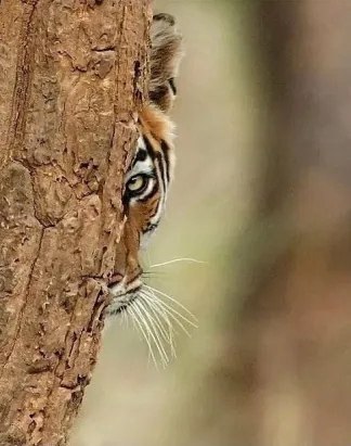 ������ ���� ���- ��� ����� ���� ������....