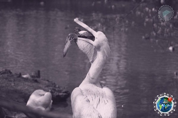 cop eaa, oop poco xoe py.  - 4