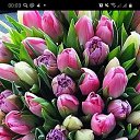 ���� ����������, �������, 42 ���� - ��������� 8 ����� 2021 � ������ ���� ����������