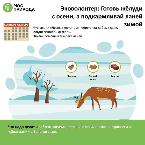 Считать птиц, вешать домики для белочек и кормить зайцев: как стать эковолонтером. Экологические ... - 10