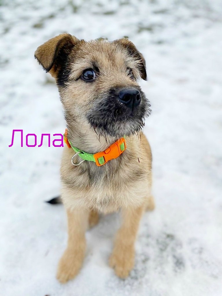 #вДобрыеРуки@40cats.Москва и область.Лола ищет семью Девочка очень ласковая и добрая, при этом ...
