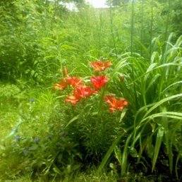 ���������, ������, 37 ���