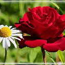 ���� �������� 54, ����������� - ��������� 26 ������� 2020 � ������ ������ ��������