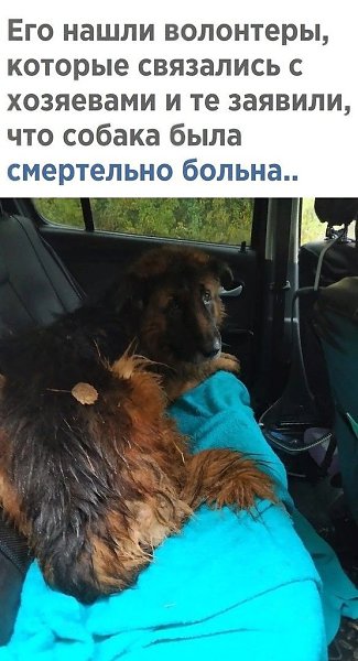 Овчарка выжила после усыпления, вылезла из могилы и пошла домой.ххх - 2