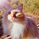 ���� �������, ������, 49 ��� - ��������� 4 ������� 2020