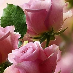 ����, ����, 71 ���