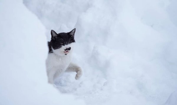     ,        - 4