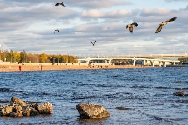 Вороны купаются в Финском заливе даже в такую холодную погоду. Прыгают в волнах и находят, чем ... - 2