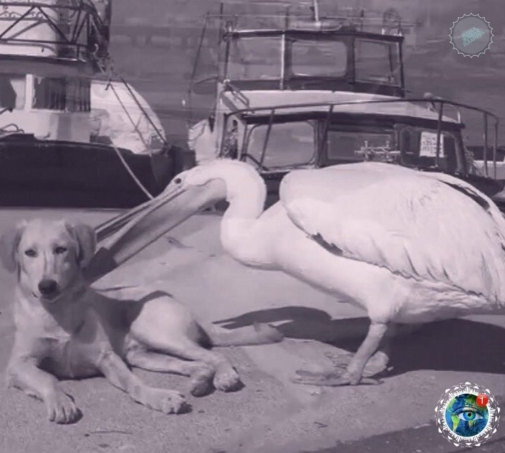 cop eaa, oop poco xoe py.  - 5