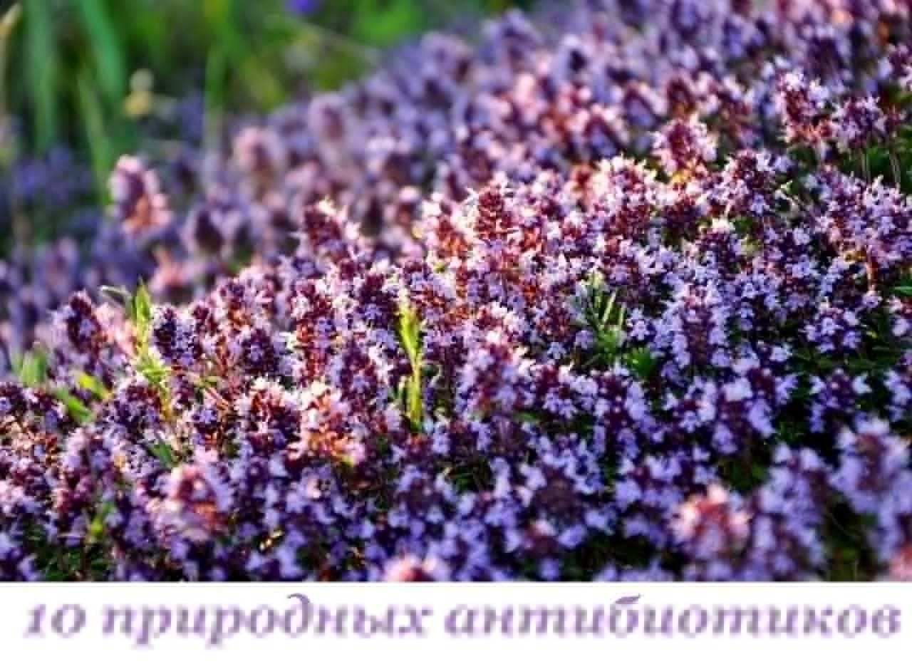 10 ПРИРОДНЫХ АНТИБИОТИКОВ. 1. Чабрец Ему присуще противовоспалительное, обезболивающее, ...