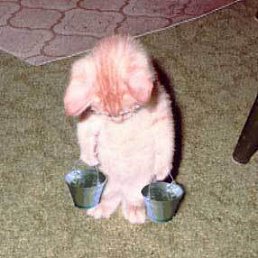 ����, ������ ��������, 40 ���