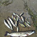 ���� �����, �����-���������, 57 ��� - ��������� 11 �������� 2020