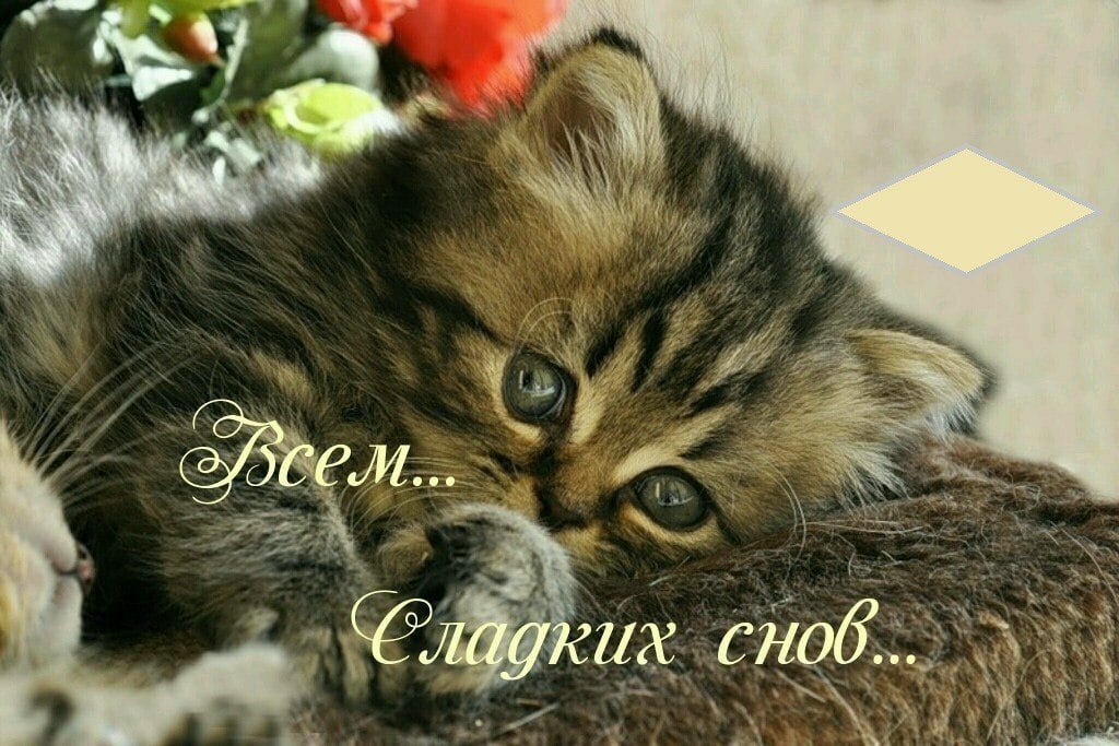   ,    . - 6  2020  21:36 - 4