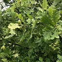 � ������ �� ������� �������� ����������� �� �����-������������� ��������� ������ 2020�