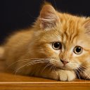 ���� ������, ������, 81 ��� - ��������� 18 ������� 2020