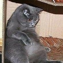 Без кота и жизнь не та - 11 августа 2020 в 18:42 - 3