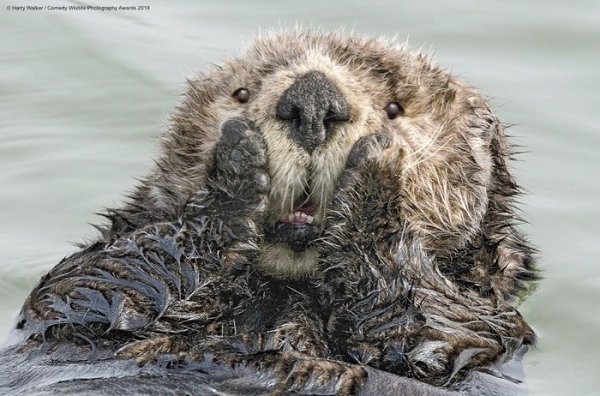  Comedy Wildlife Photography Awards:         2019  - 5