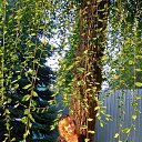 ���� �����, ��������� - ��������� 18 ������ 2021 � ������ ���� ����������