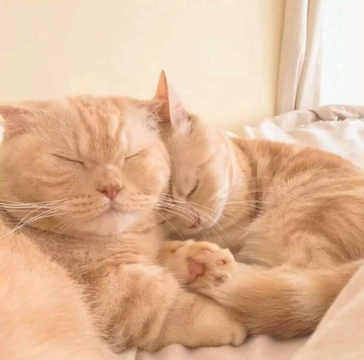     ,      .   .   ... - 4