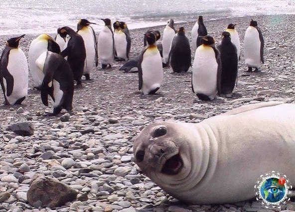 o ca  ap pa).gratplant - 2