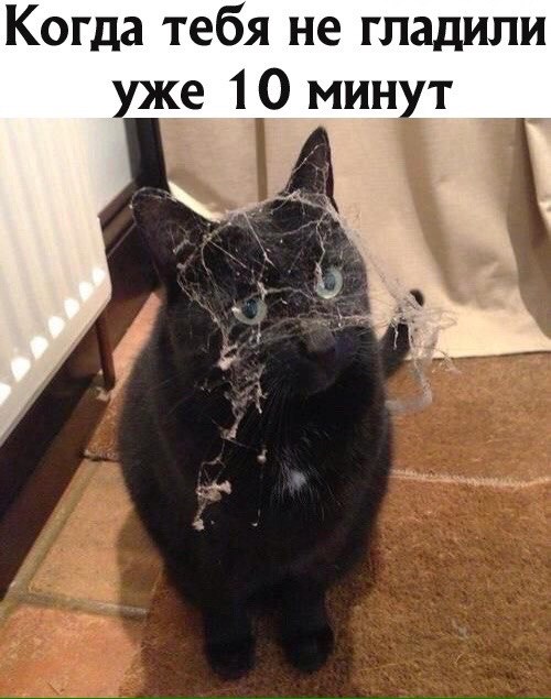 Женщина кое-как просыпается утром. Кот тут же радостно вскакивает и вприпрыжку бежит к лотку: ...