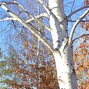 ���� ����, ��������, 49 ��� - ��������� 28 ������ 2021 � ������ ���� ����������