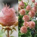 ���� �����, �������, 65 ��� - ��������� 21 �������� 2020 � ������ ���� ����������