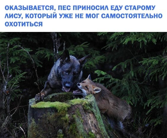 Это просто невероятно... Вот бы и люди так друг о друге заботились... - 2