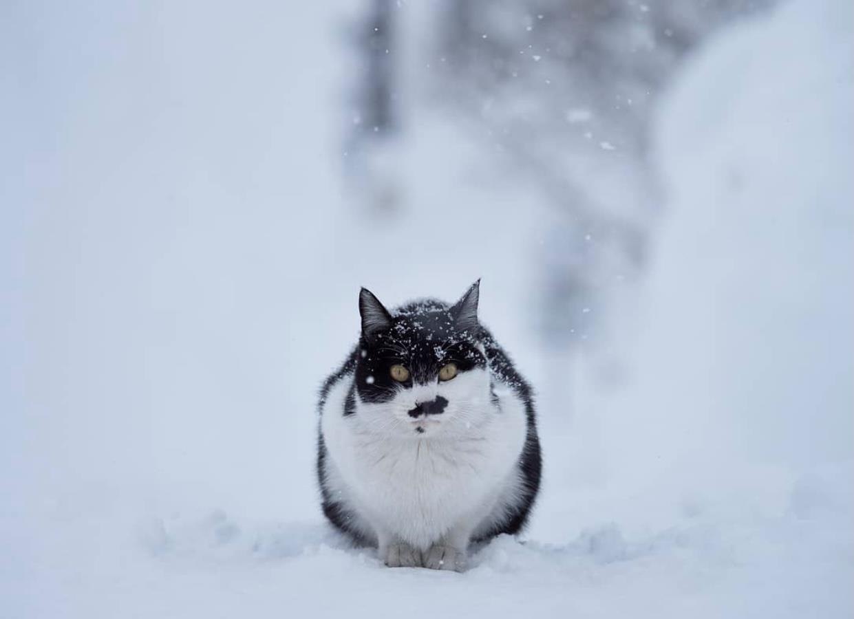    ,        - 3