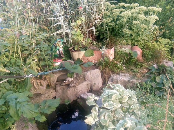 Итоги дня!!!! День был насыщенный: ловил рыбку в ручье, жарил шашлыки, поливал цветы! - 4