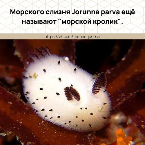 Так и хочется погладить! Но делать этого не стоить -