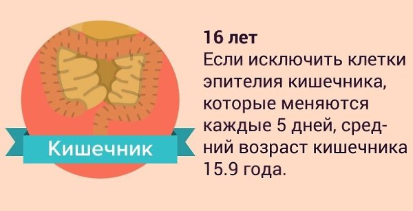 Обновление органов человека. Обновление органов человека сроки. Обновление клеток в организме человека. Обновление клеток в организме человека сроки.