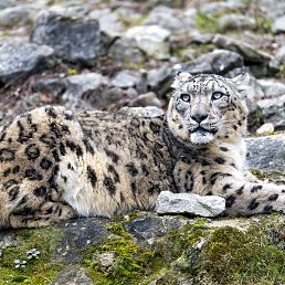 ���� ������, ����, 52 ���� - ��������� 12 ������ 2021