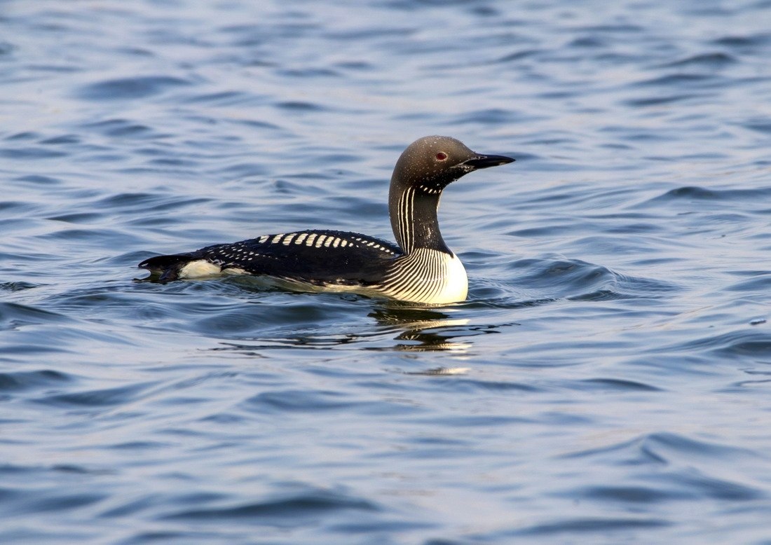 Черноклювая гагара - если бы перфекционизм был птицей - 2