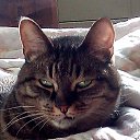 ���� �������, �����, 46 ��� - ��������� 8 ����� 2021 � ������ ���� ����������