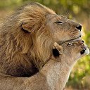  E_lena, , 50  -  29  2020    