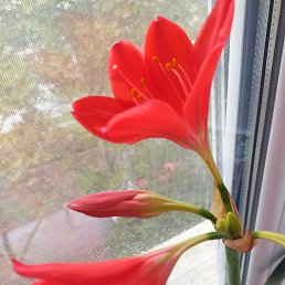 Oksana, �����, 52 ����