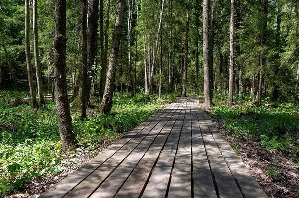 В «Сестрорецком болоте» появилась новая экотропа. В заказнике завершено строительство второго ...