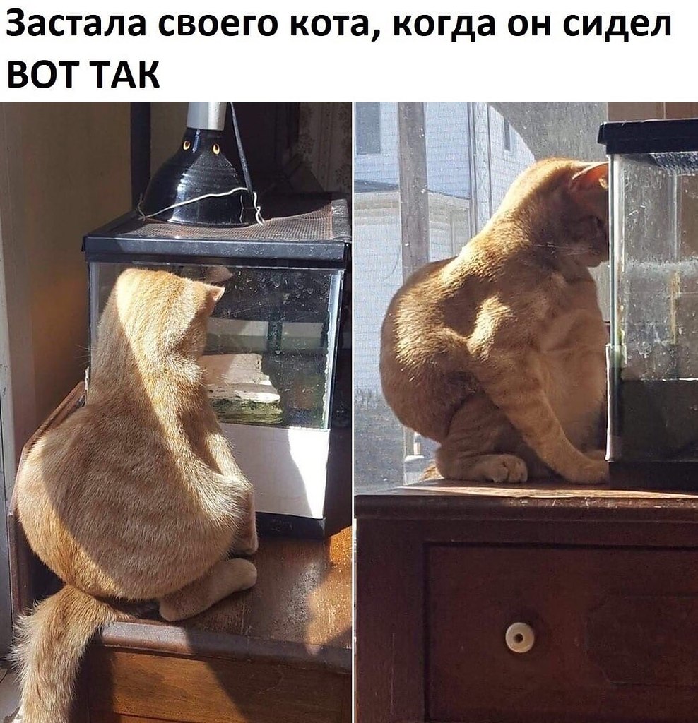 Мем с сидящим котом