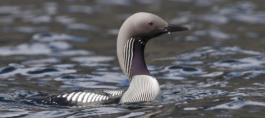 Черноклювая гагара - если бы перфекционизм был птицей - 3
