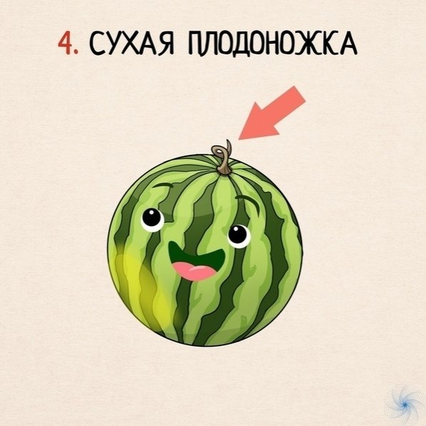 амяткa о том, кaк выбирaть aрбуз - 4