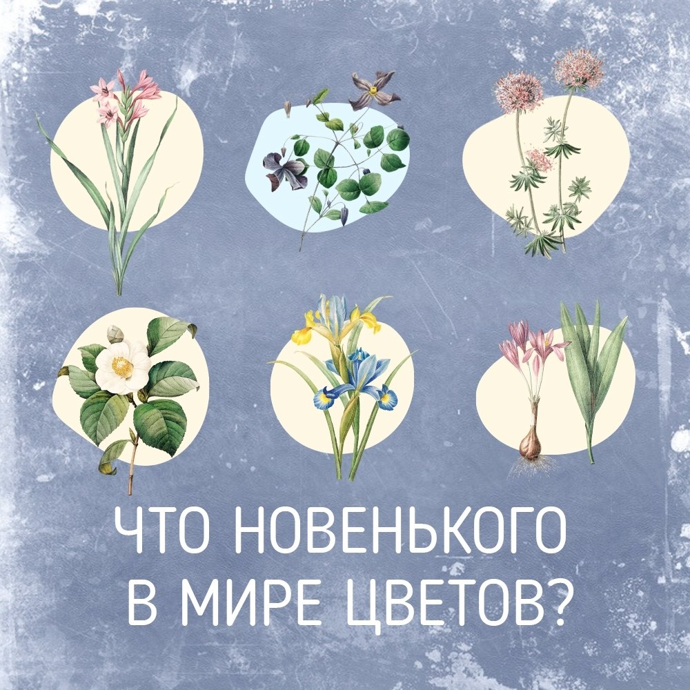 Для опытных цветоводов: что новенького попробовать? Составили рекомендации для самых заядлых ...