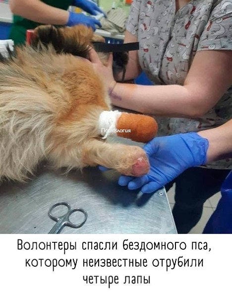 У меня слов нет.. Как? Как можно быть такими жестокими?? Хочется верить, что теперь у этого малыша ...