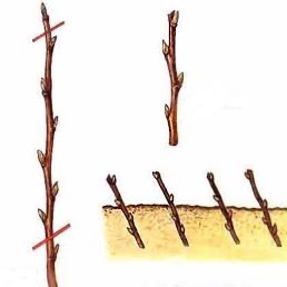 ������, �������