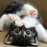 ���, , ������