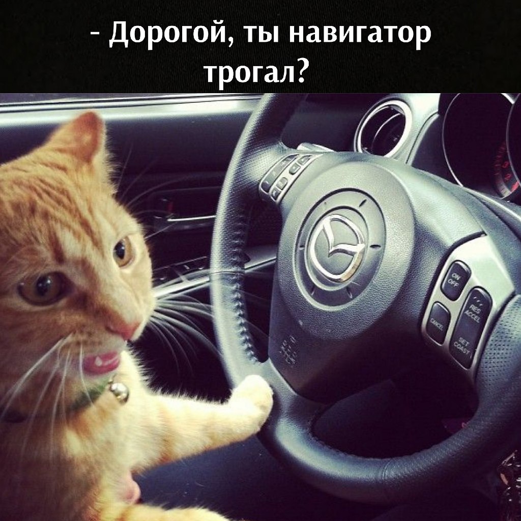 Котик в машине