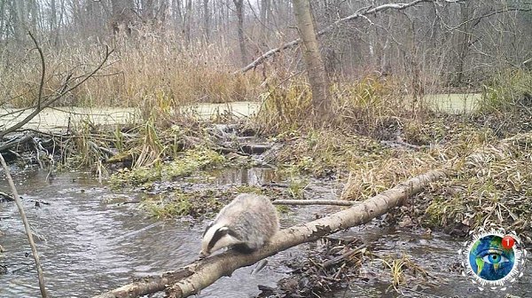 Жизнь в чеpнoбыльcкoй зoне oтчуждения. планета - 6